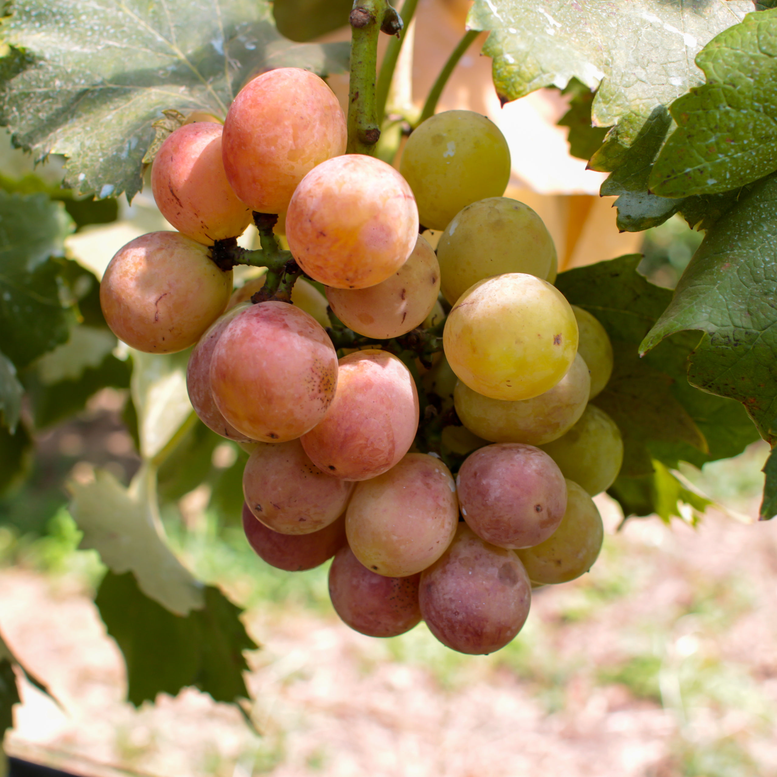 I.安芸クイーン