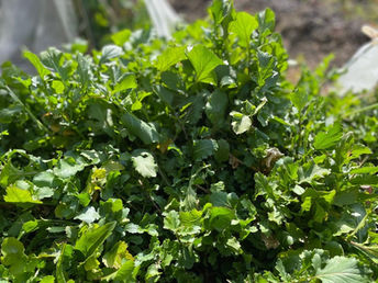 アーユルヴェーダ　ドーシャ別の依存　執着へのなり方