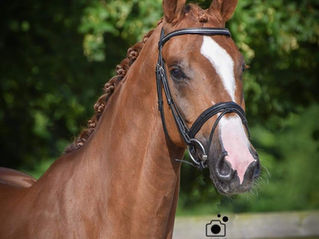 NEW 5YEARS OLD GELDING!!!