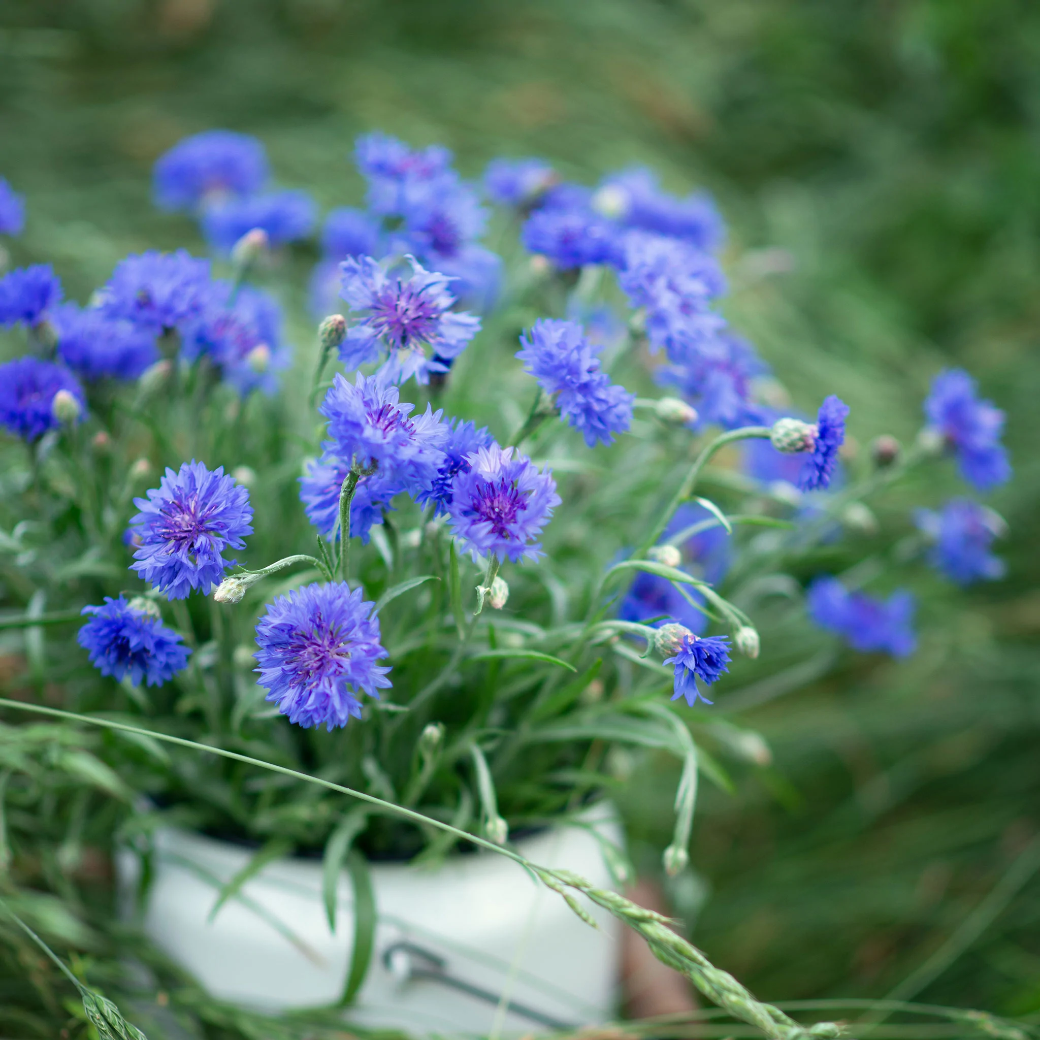cornflower-tall-blue-shk-1.webp