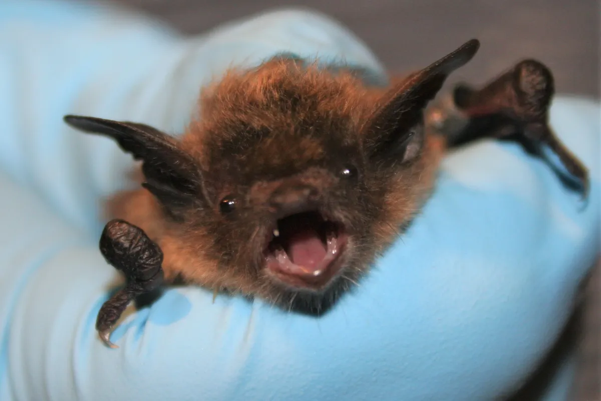 Little_brown_bat_face_closeup.webp