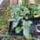 Thumbnail: Collard Green Plants
