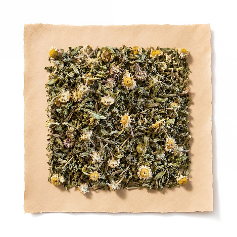 FREE HERB OF THE MONTH: DAISY FLEABANE