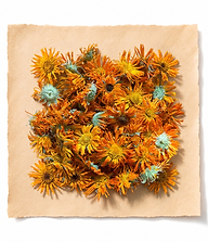 calendula.png