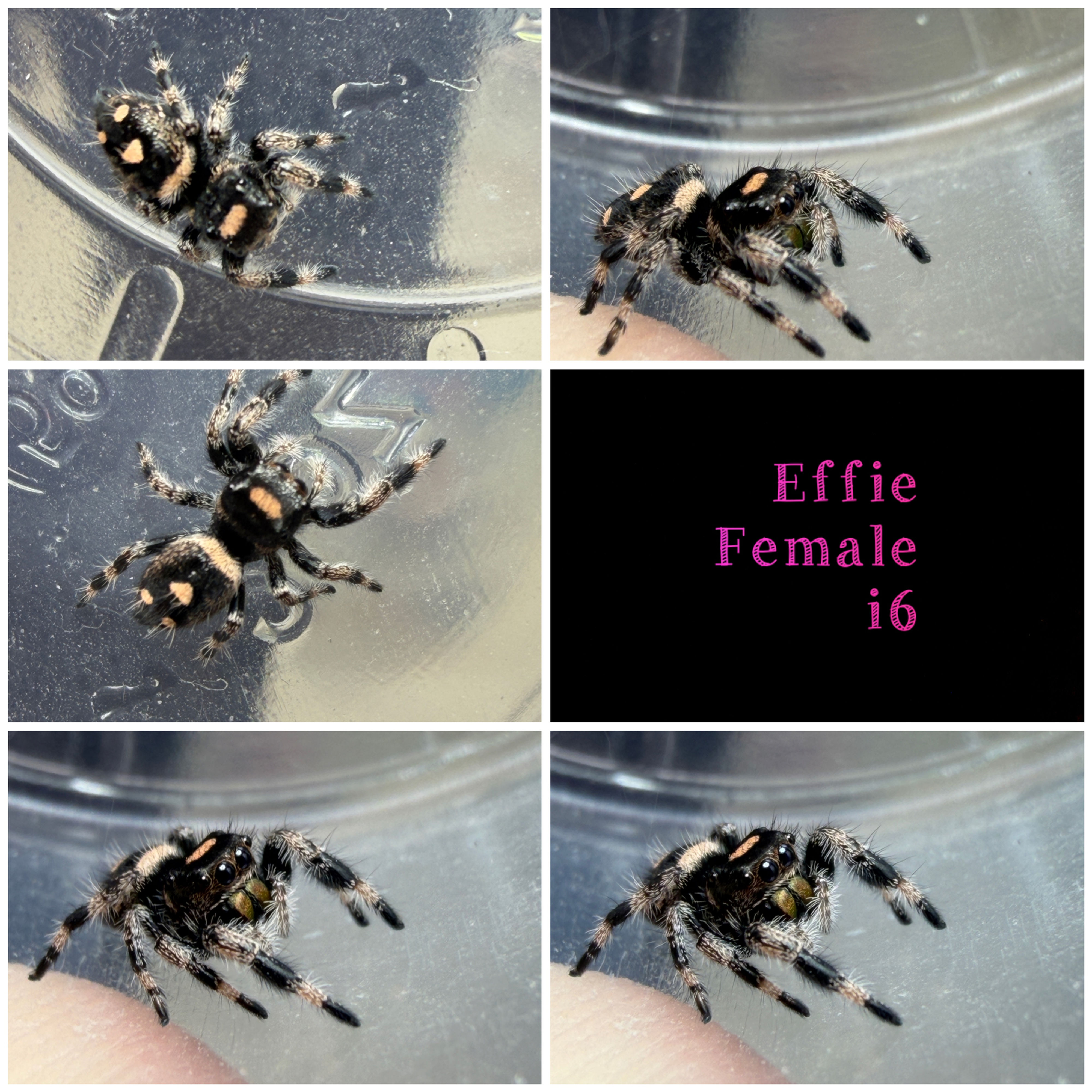 Effie