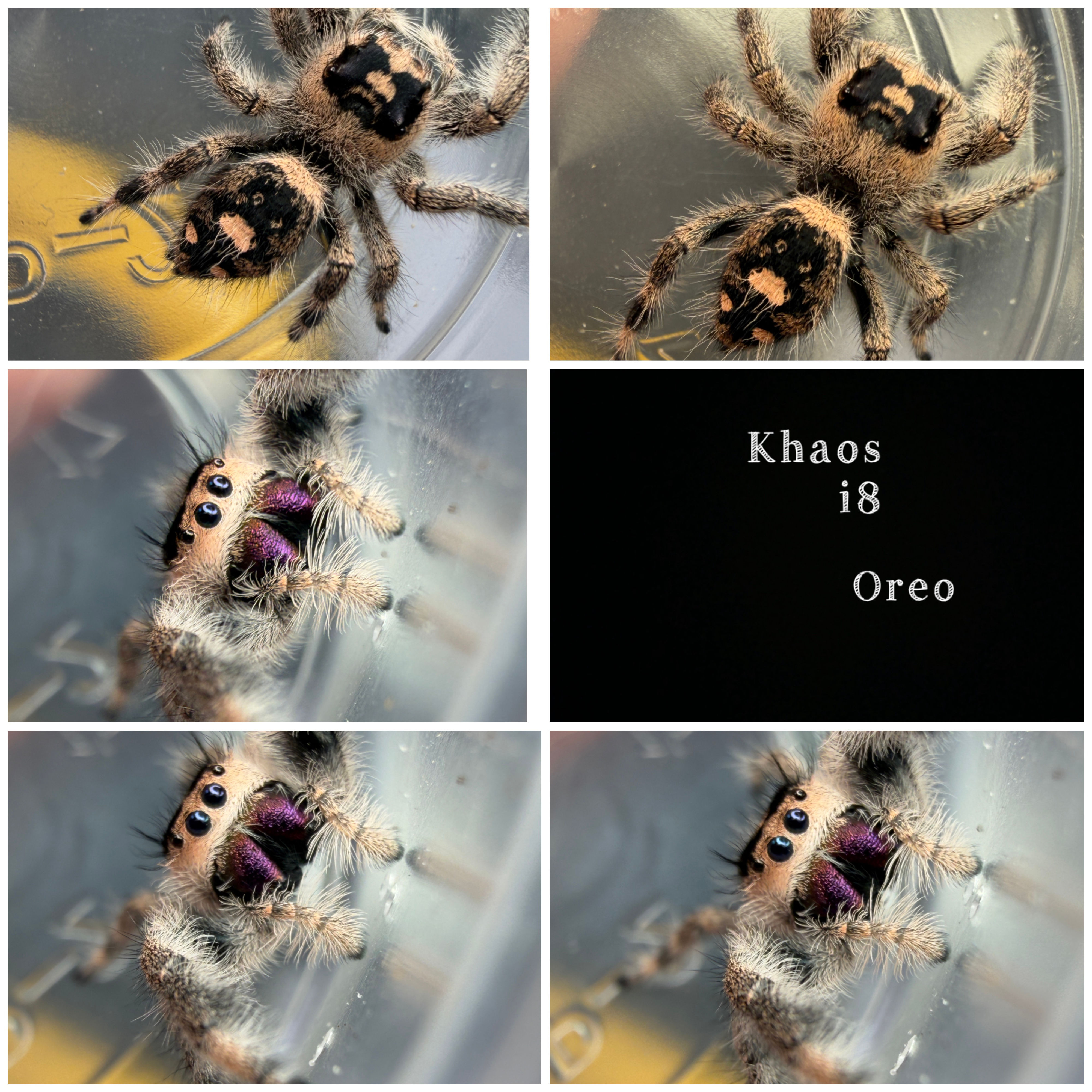Khaos