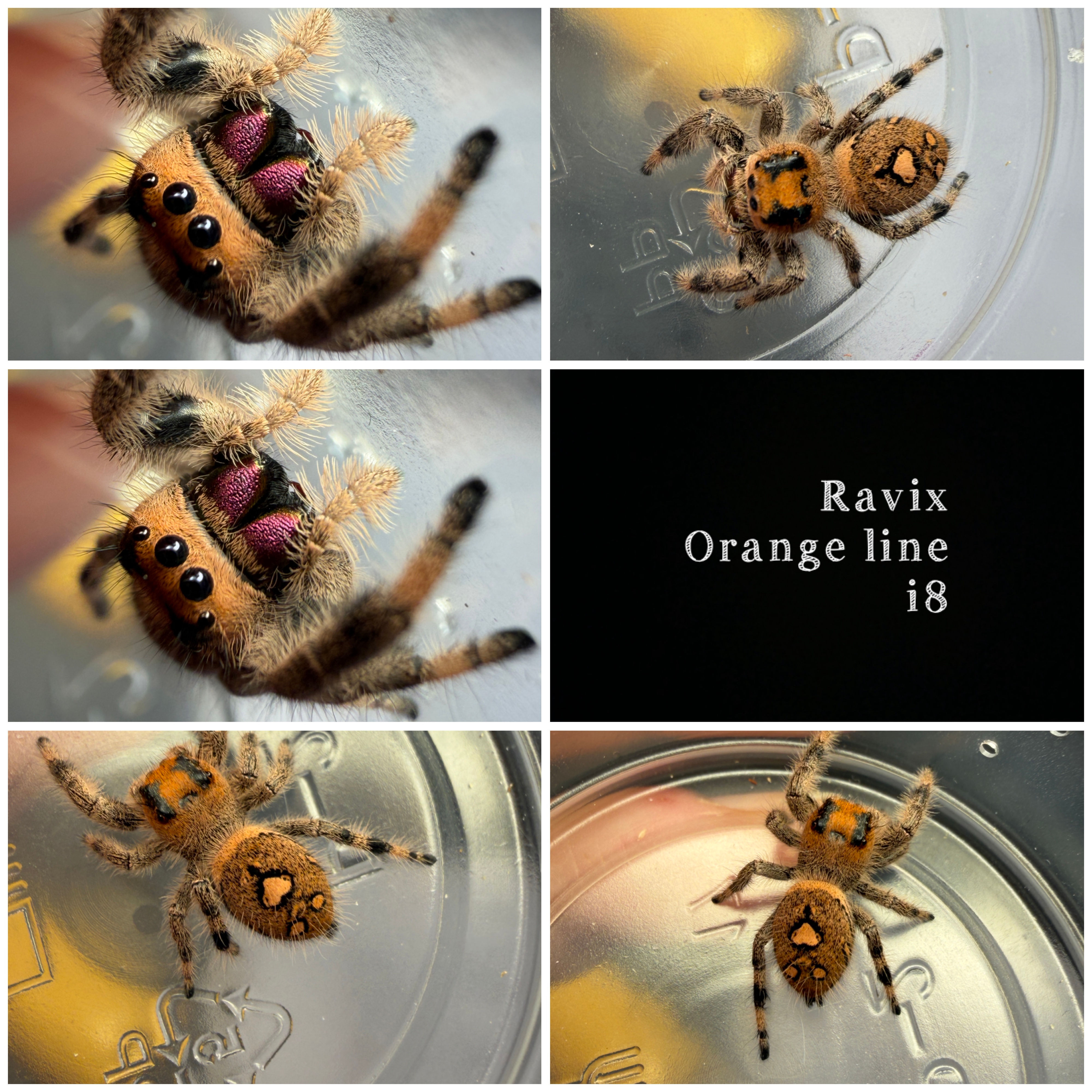 Ravix