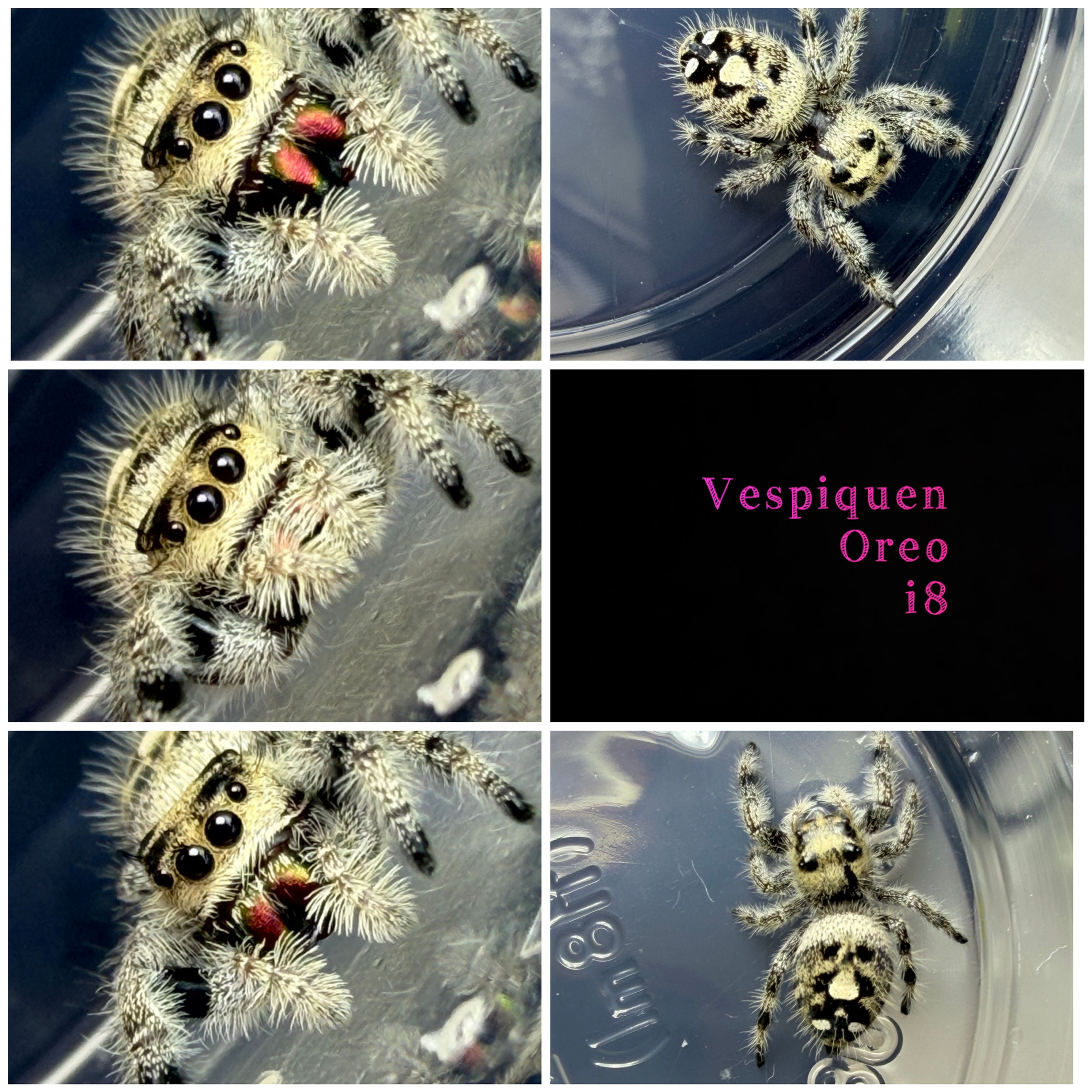 Vespiquen