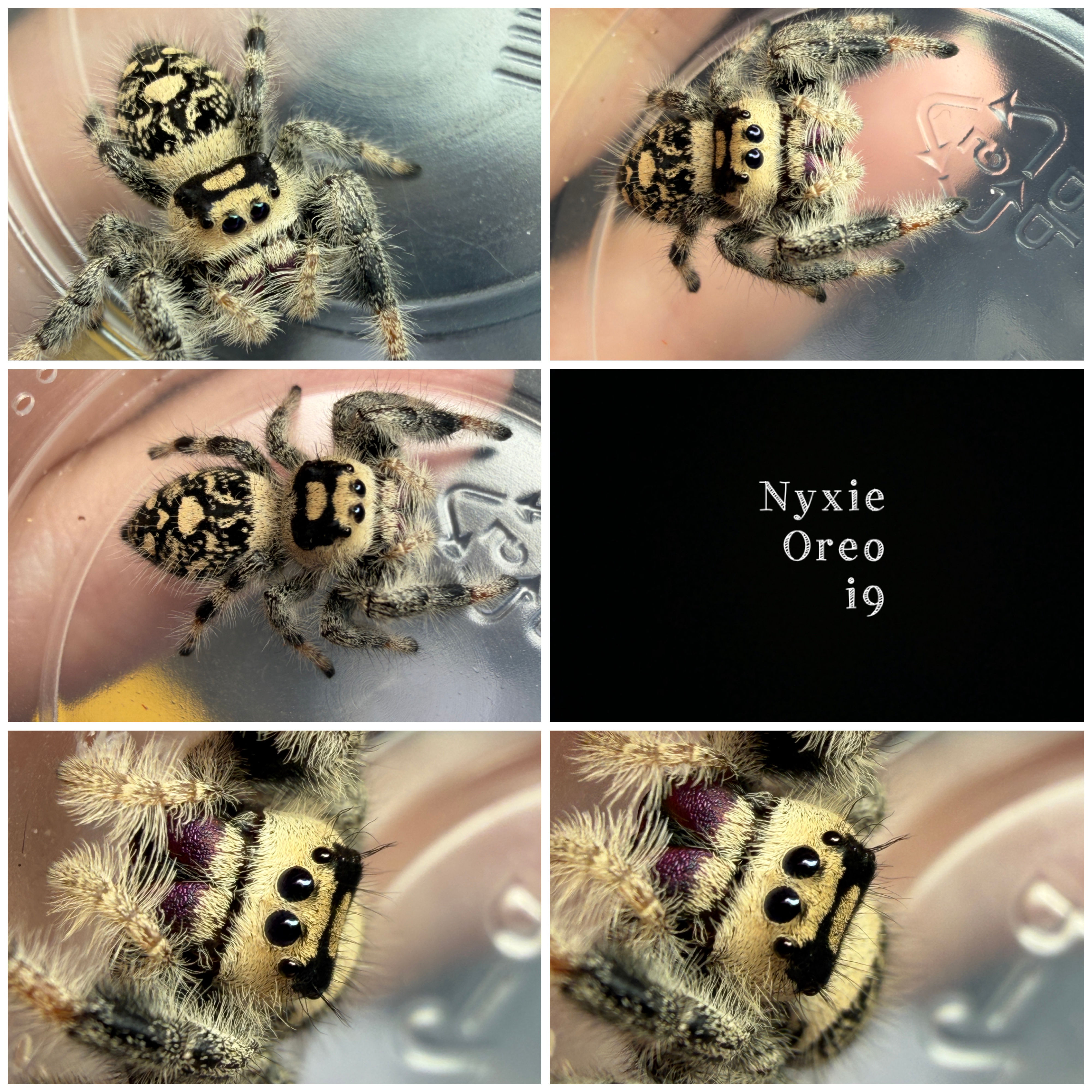Nyxie