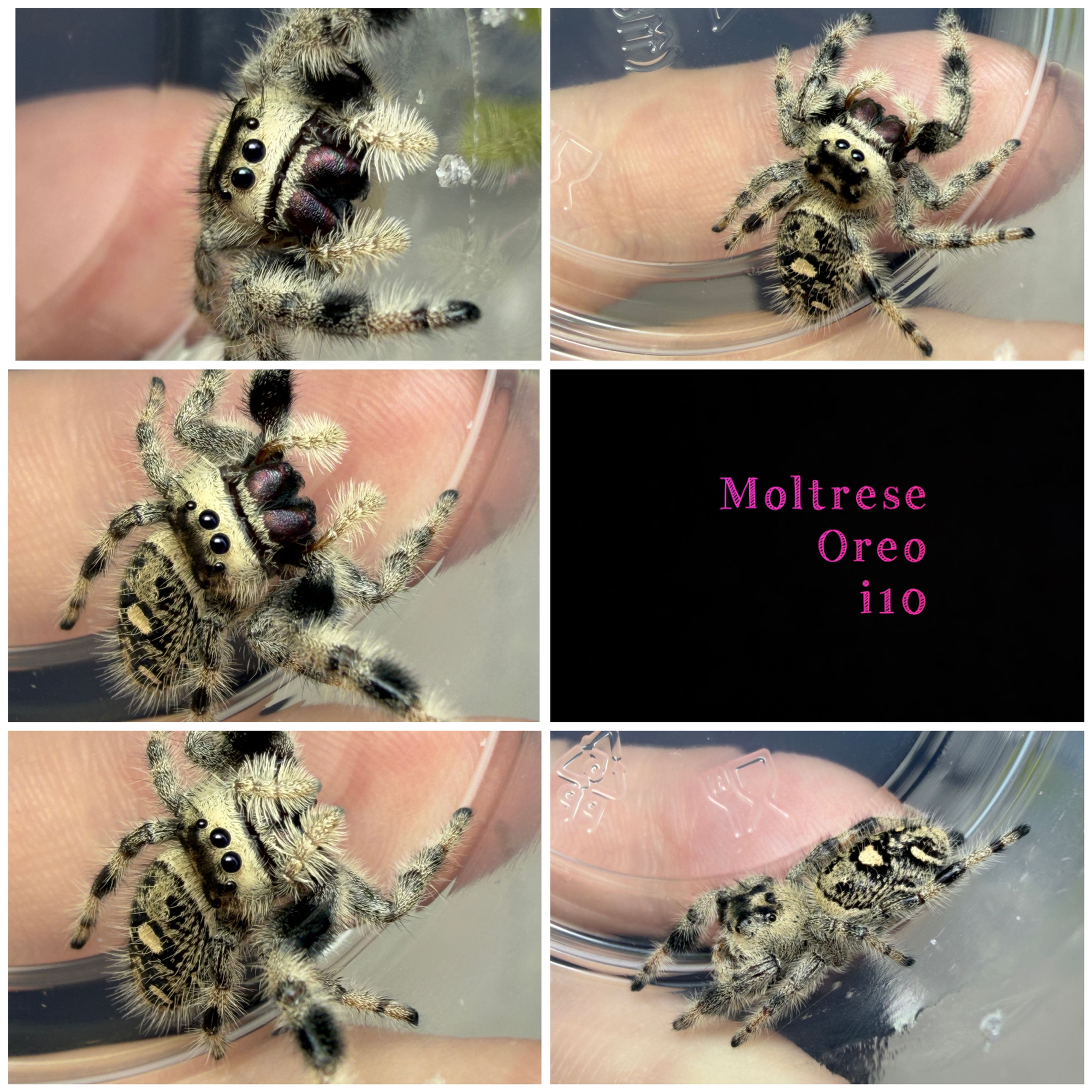 Moltrese