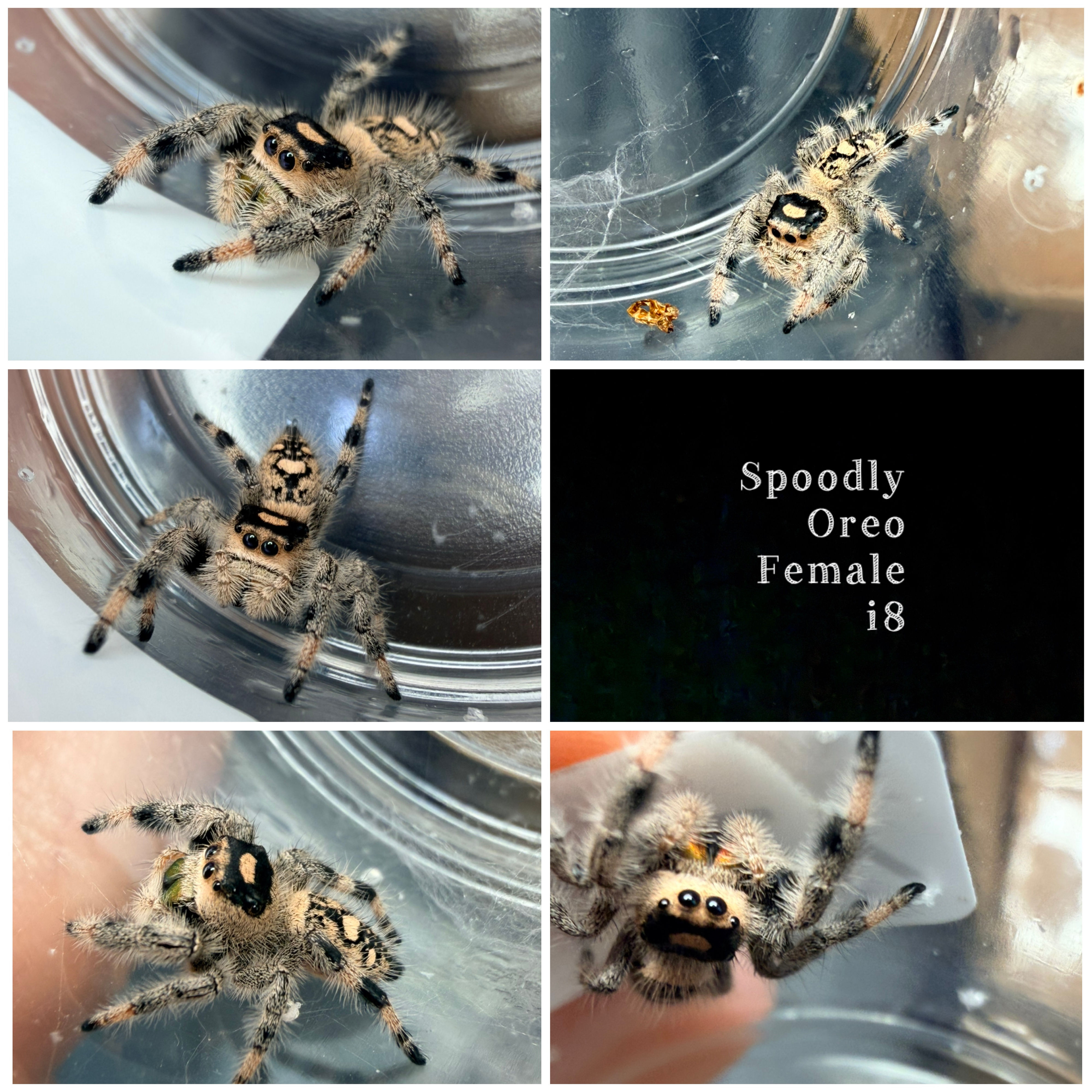 Spoodly