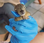 Baby squirrel being held by volunteer