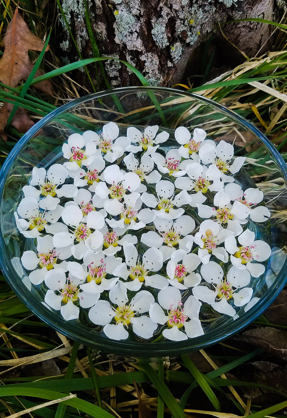 Miniatura: Esencia de flor de pera