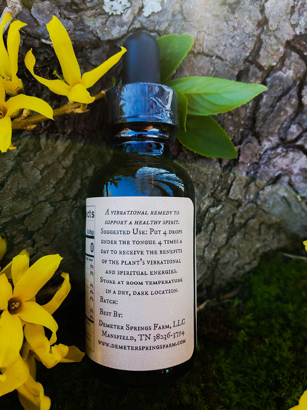 Miniatura: Esencia de flor de forsythia