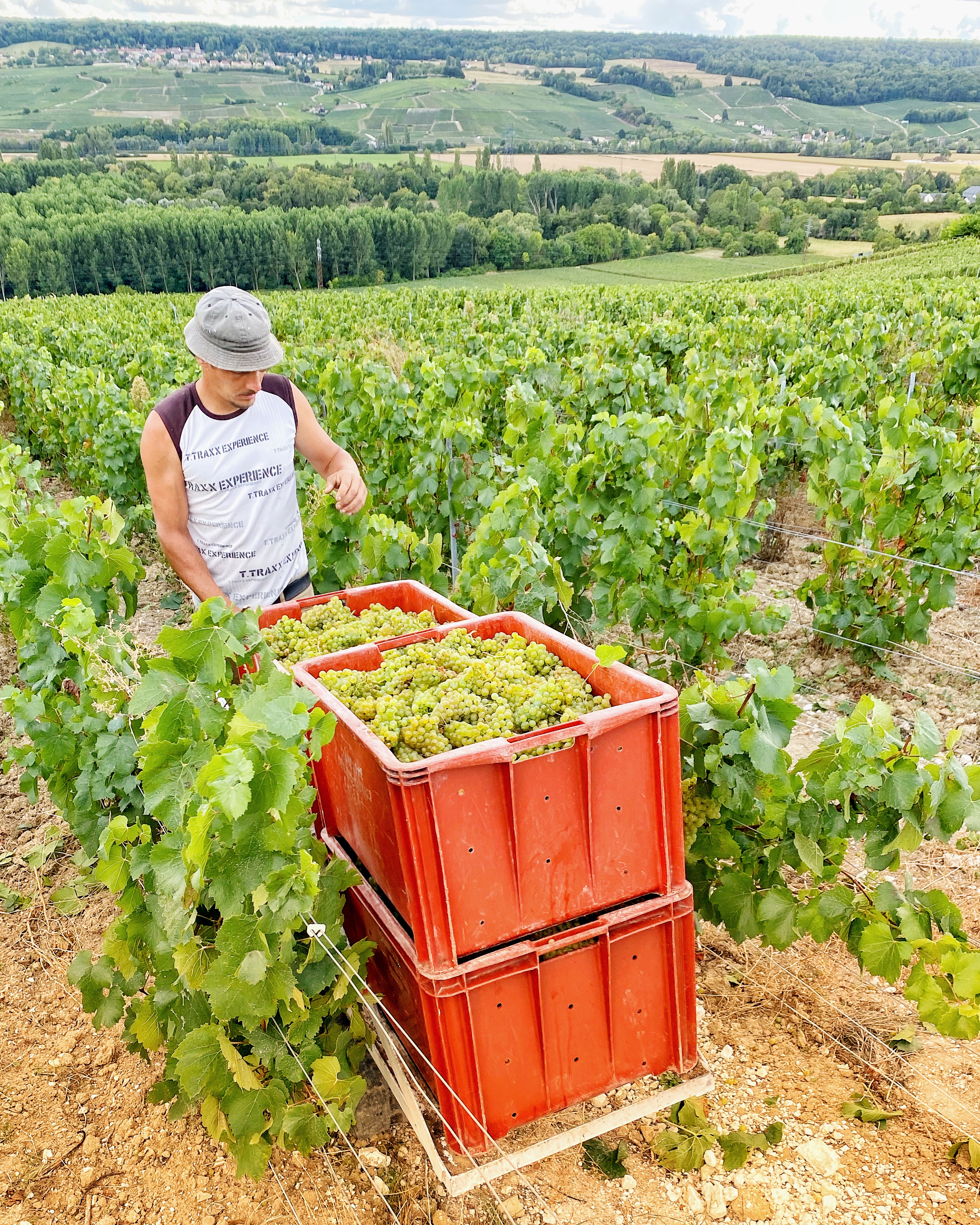 Vendange 2020 Champagne Yannick Prévoteau