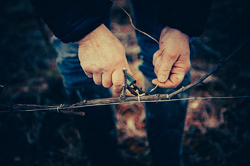 Liage de la vigne en Champagne_Yannick Prevoteau_ ©fred_foodphoto(2).jpg