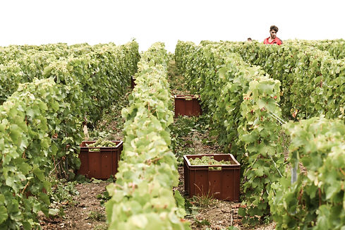 Vendange en Champagne-Yannick Prevoteau