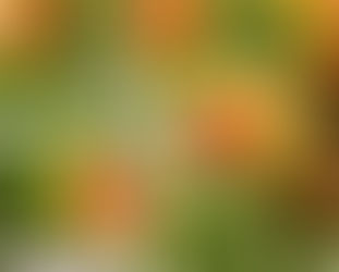 Flowering Plants That Thrive in the Florida Heat