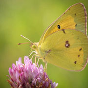 Sulphur Butterfly perched on Sunshine Mimosa blossom