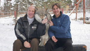 Trump's interior secretary threatens Colorado, "Prioritizing wolves over American ranchers"