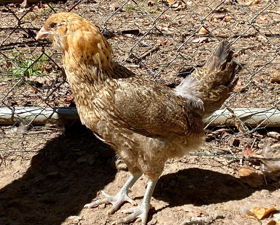 Thumbnail: Whiting True Blue Pullet Pre-Sale for Pickup on 8/12/23