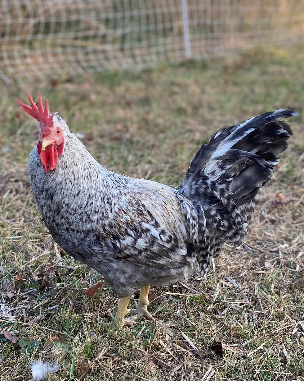 Thumbnail: Crested Cream Legbar Chicks