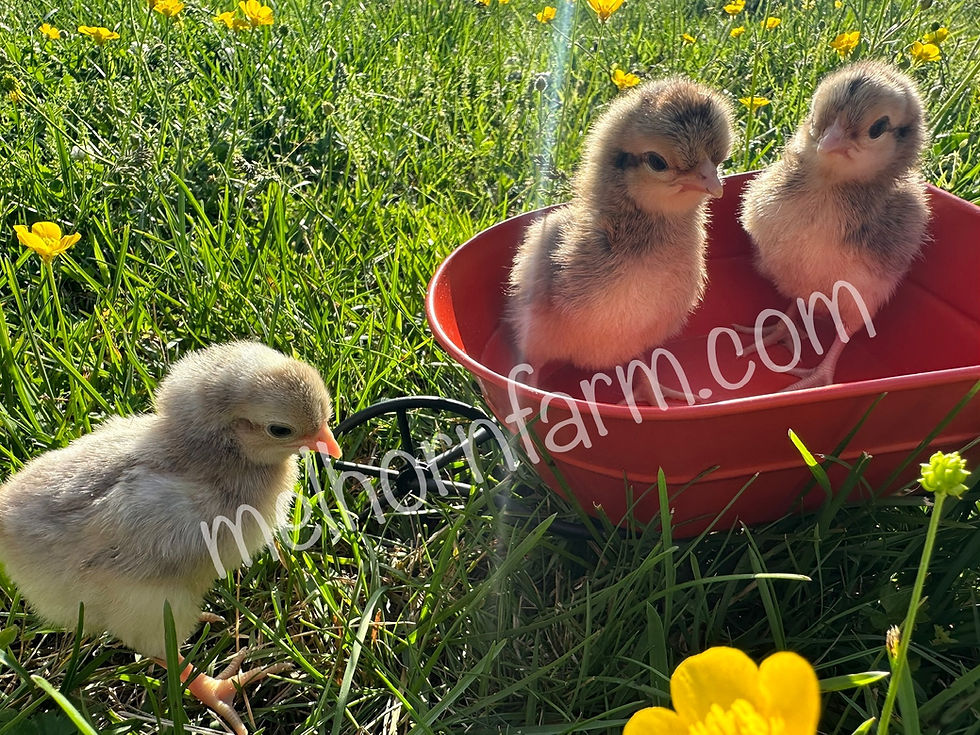 Thumbnail: Crested Cream Legbar Chicks