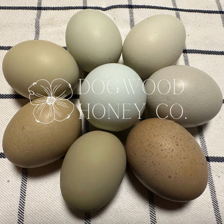 Green chicken eggs, rainbow eggs, rainbow chicken eggs, green eggs, olive eggs