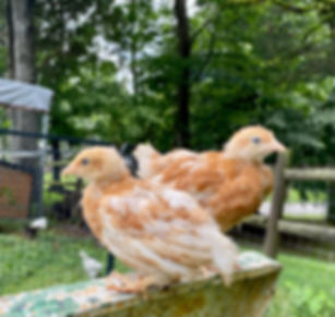 Whiting True Green Pullet Pre-Sale for Pickup on 8/12/23