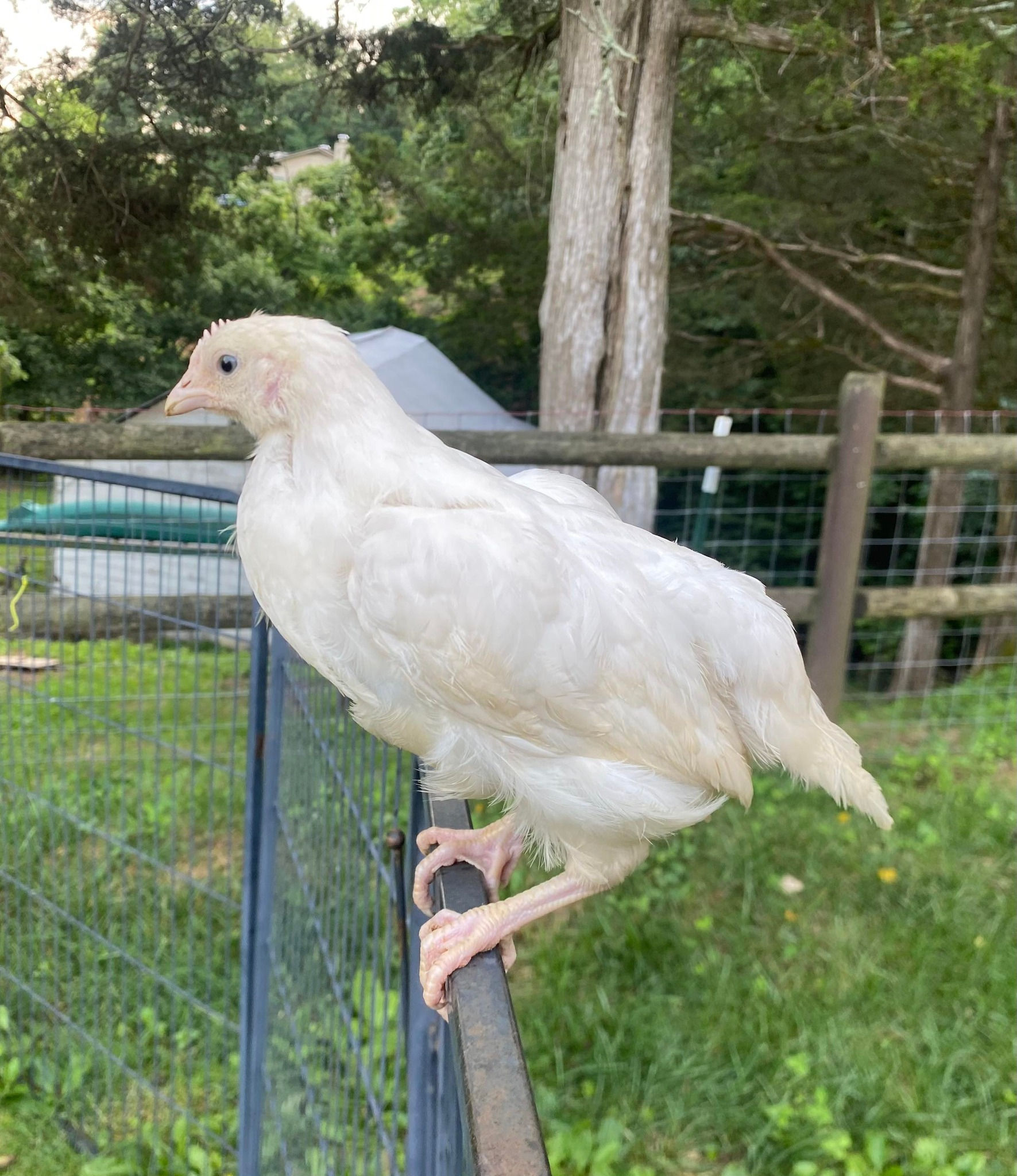 Pearl White Leghorn Pullet Pre-Sale for Pickup on 7/15/23