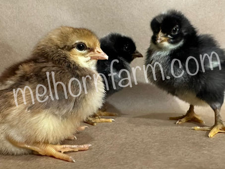 Melhorn Manor & Farm's Guide to Raising Chicks
