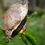 Thumbnail: (SINGLE) Polyphemus Moth Cocoon. 