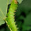 Thumbnail: Polyphemus Moth Eggs
