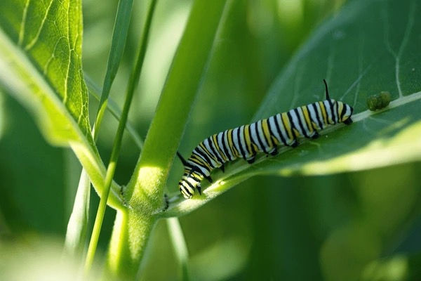 (Single) Monarch Caterpillar/Egg