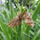 Thumbnail: Polyphemus Moth Eggs