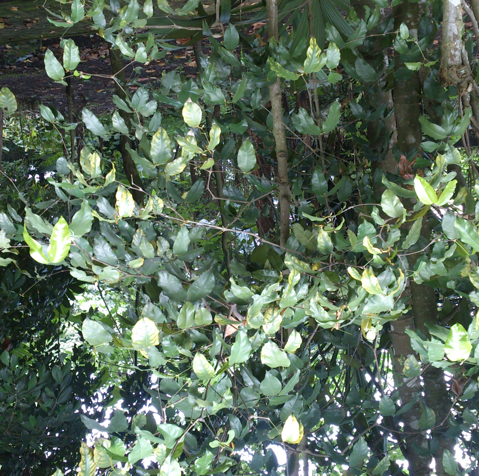 Gnetum Gnemon