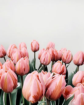 tulips.jpeg