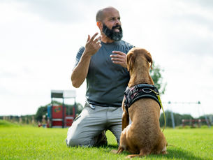 Introducing ScentMasters UK | Scentwork and Detection Dog Training