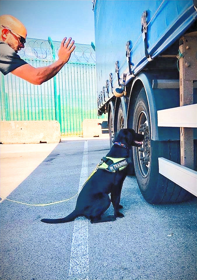 A man gestures to a black dog wearing "IN TRAINING" harness, inspecting a truck wheel. The scene is outdoors, against a green fence.