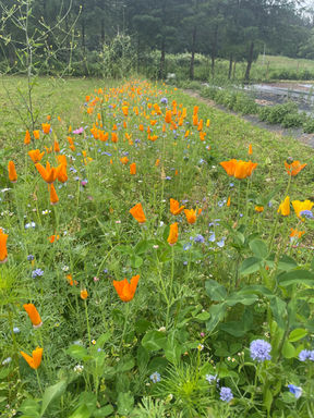 IMG_7867.jpeg