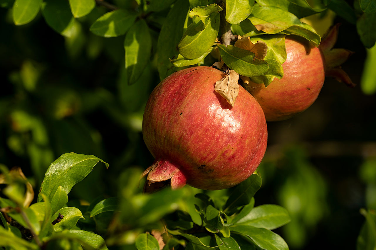 Islands pomegranate