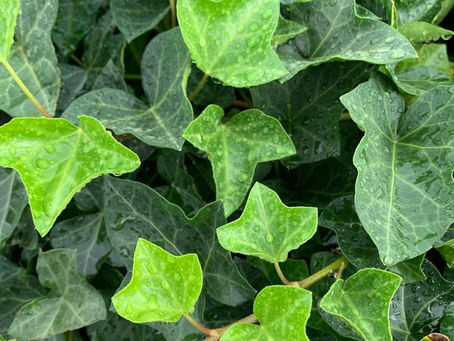 今日のあづまゆき