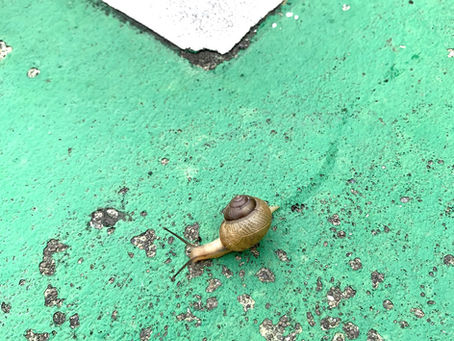 カタツムリ先生