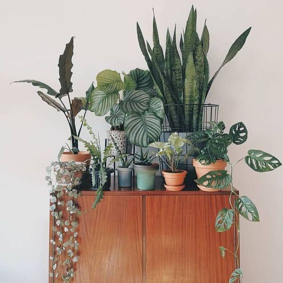 Finding Your Plant Style