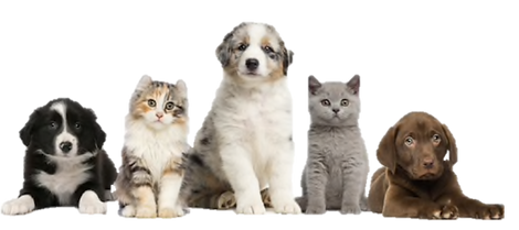 RealPets.png