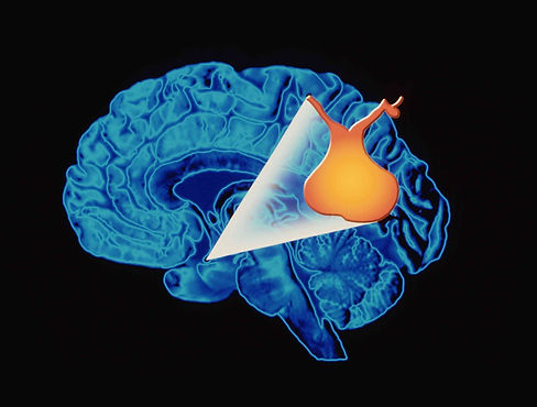 computer-artwork-locating-pituitary-gland-680801805-5a327893f1300a0019ea888b.jpg