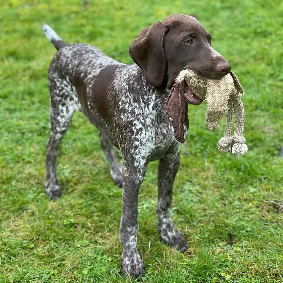 Thumbnail: DESMOND THE DUCK, ECO TOY