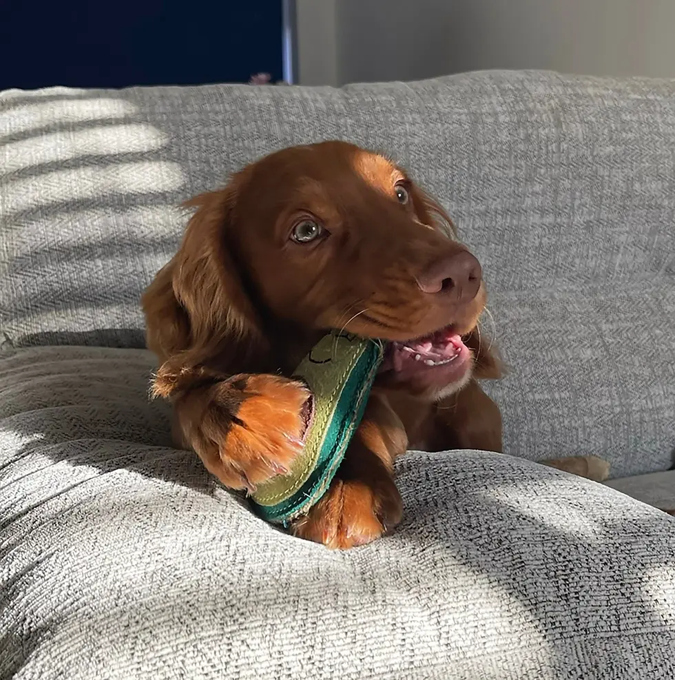 Thumbnail: AUDREY THE AVOCADO, ECO TOY