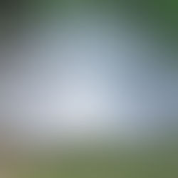 Shake Your Tail Feathers