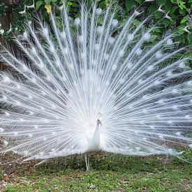 Shake Your Tail Feathers